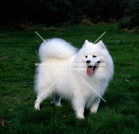 ch zamoyski lucky star of ostyak (oakie), samoyed standing in grassy field