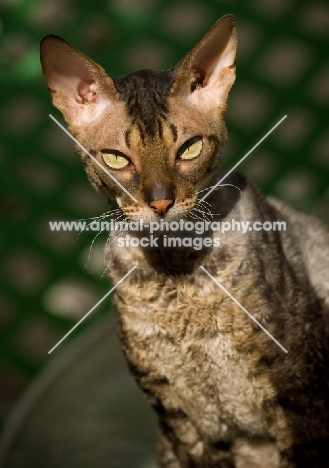 Cornish Rex