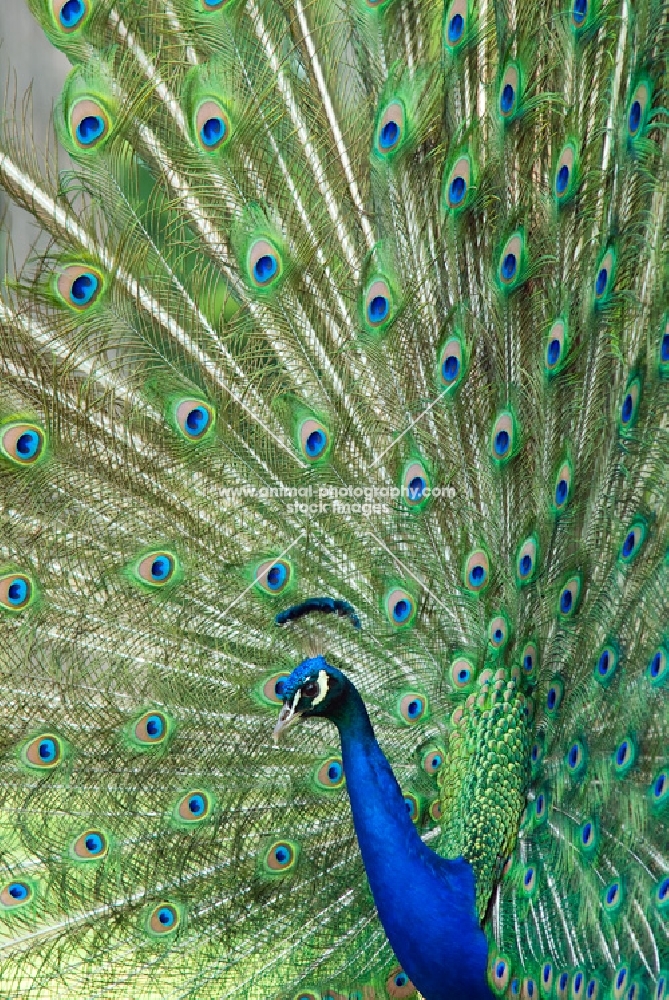 indian blue peacock displaying feathers