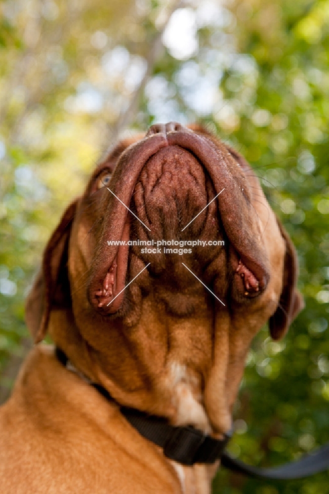 dogue de bordeaux looking up