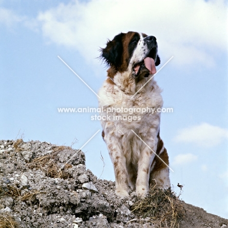 looking up at a st bernard standing at the top of a slope