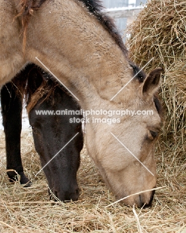 Morgan horses eating hay