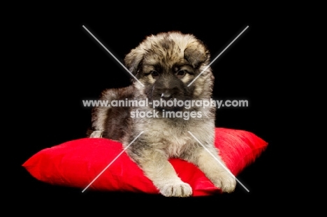 German Shepherd (aka Alsatian) puppy on red pillow