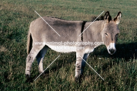 donkey side view