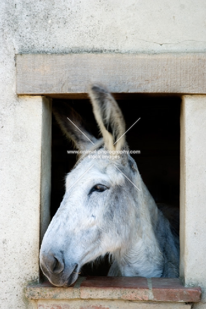 donkey looking out of a window