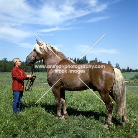 Finnish Horse handled by Finnish girl, draught type