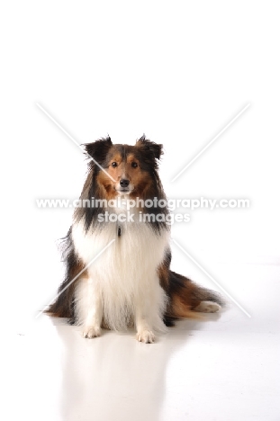 Shetland Sheepdog (sheltie) sitting down