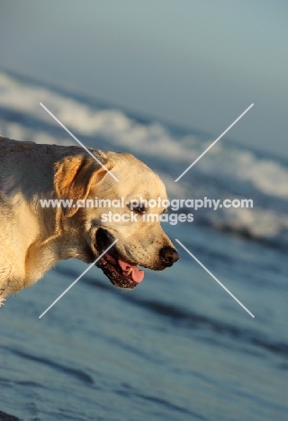 cream Labrador Retriever near sea