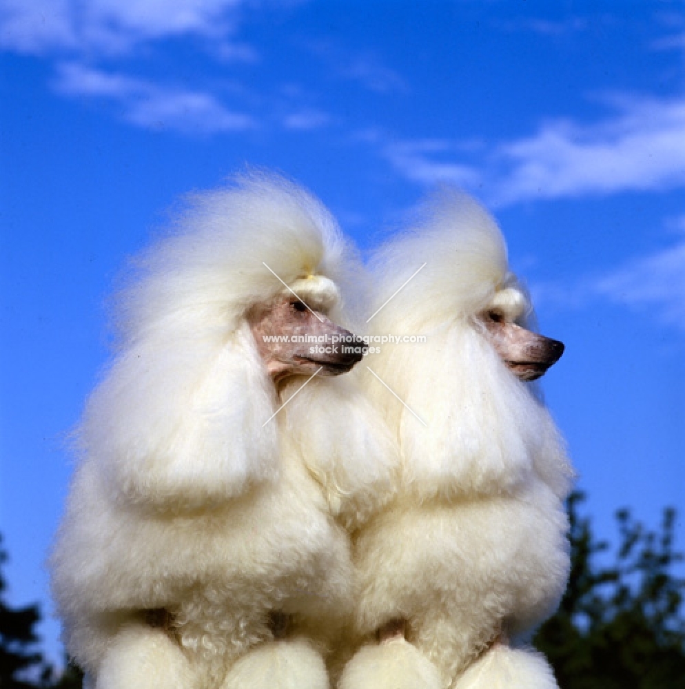 two miniature poodles looking aside, from miradel kennels