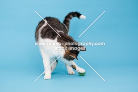 Household cat playing with ball on blue background