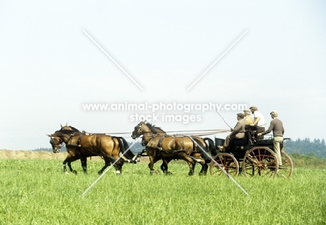 team of horses in driving competition at zug