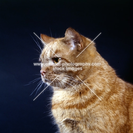 tabby cat portrait