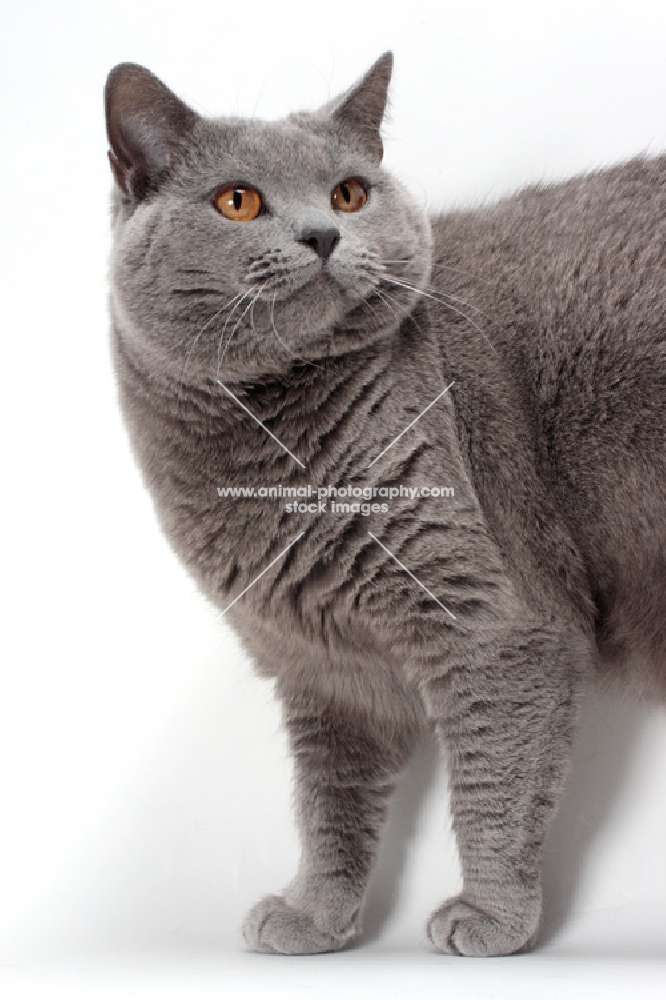 Chartreux cat looking aside
