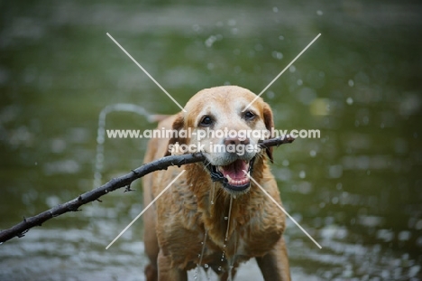 yellow labrador retriever coming out of water with a big stick in his mouth