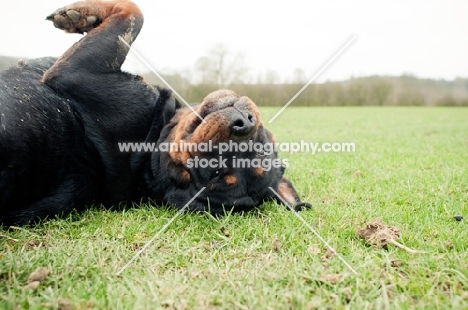 Goofy Rottweiler rolling in the grass