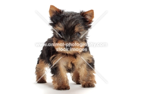 Yorkshire Terrier puppy on white background