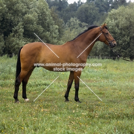 Gondol (Goldlack Trak x Wohler Hann.) Danish Warmblood full body 