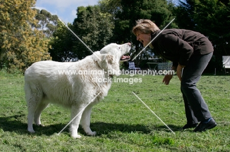Maremma Sheepdog and woman
