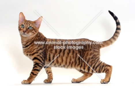 Toyger cat walking, Brown Mackerel Tabby colour