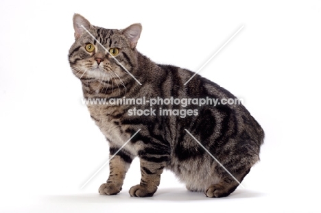 Brown Classic Tabby Manx cat