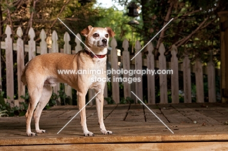 fawn chihuahua mix standing on deck