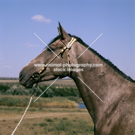 jurist, dark grey tersk mare at stavropol stud, russia