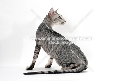 Oriental Shorthair, Silver Spotted Tabby colour