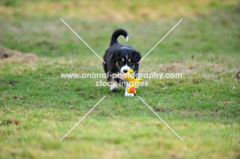 Mini Aussie puppy retrieving toy