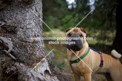 shar pei standing in a forest surrounding