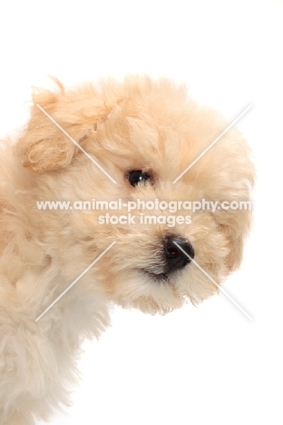 yellow Puli puppy on white background, portrait