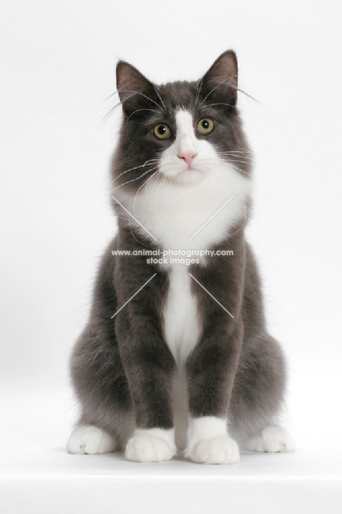 male Norwegian Forest cat, blue smoke & white