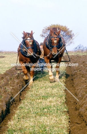 front view of suffolk punch horses ploughing at paul heiney's farm 