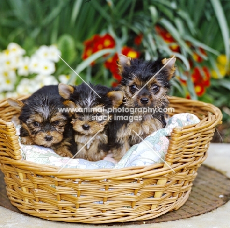 three yorkie pups in bed