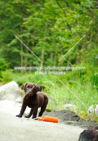 Chocolate Labrador Retriever puppy posing for a picture 