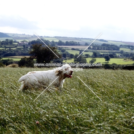 clumber spaniel walking in field in long grass