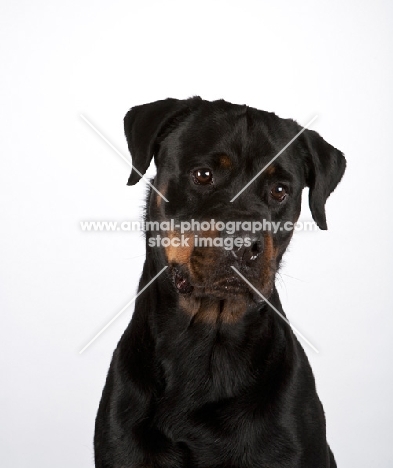 Rottweiler portrait