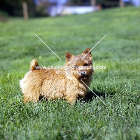  long valley theo stillman, norwich terrier standing on grass