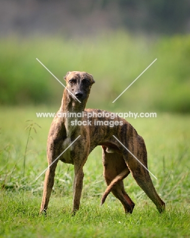 American race bred whippet