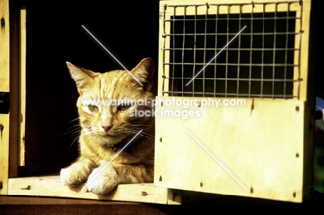 ginger cat lying in carrying box