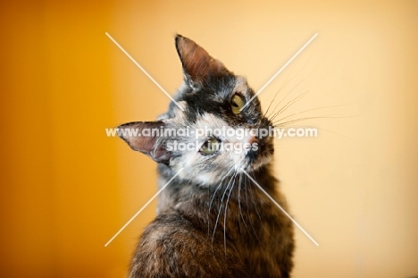 tortie looking over shoulder on yellow background