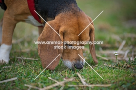 Beagle smelling the ground