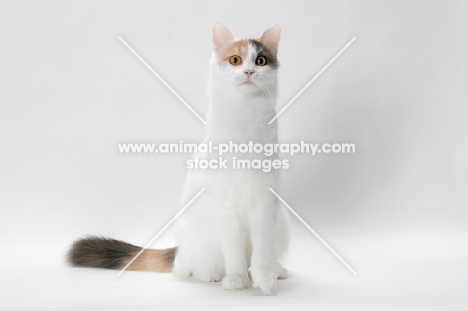 Blue Tortie & White Turkish Van cat