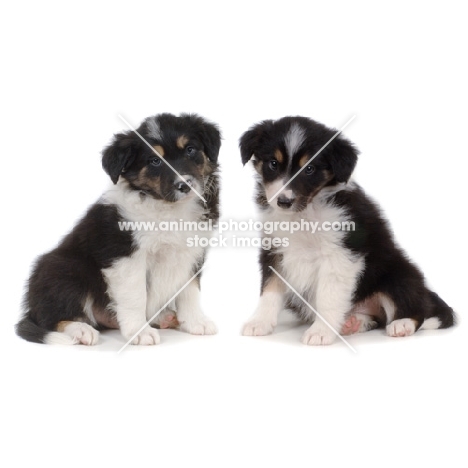 two Border Collie puppies