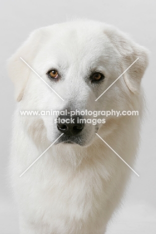 Champion Maremma Sheepdog portrait