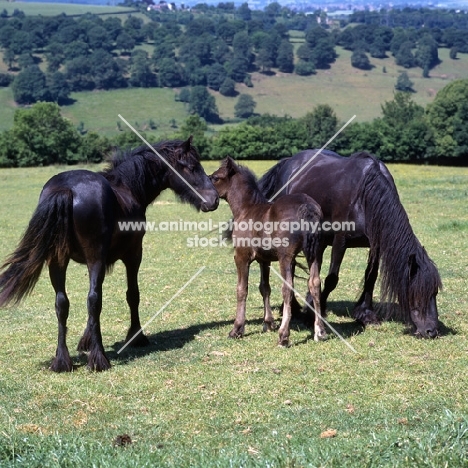 Hodgson Brimfield Bonny with foal Yarlton Montgomery and another dales mare