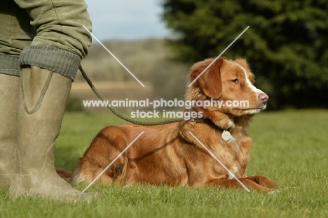 nova scotia duck toller near wellies