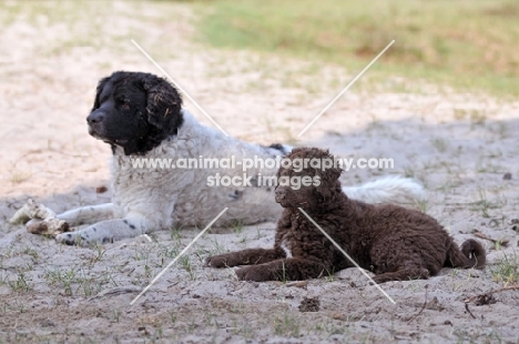 Wetterhound adult and puppy