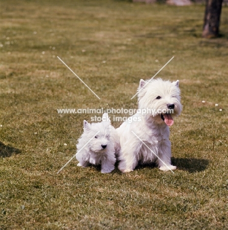 west highland white terrrier with her  puppy