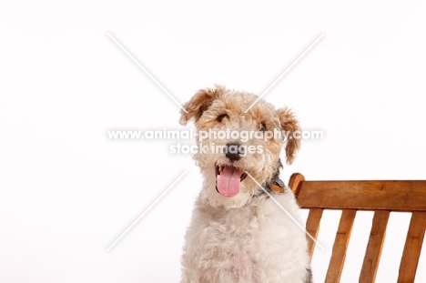 happy wire Fox Terrier on chair