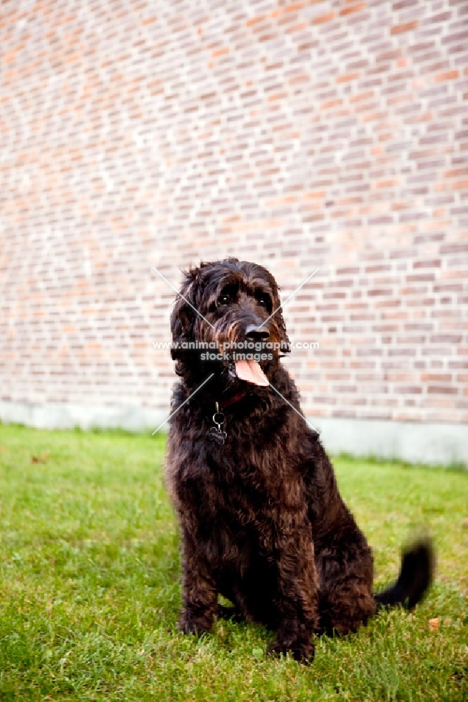 dog sitting still, resting